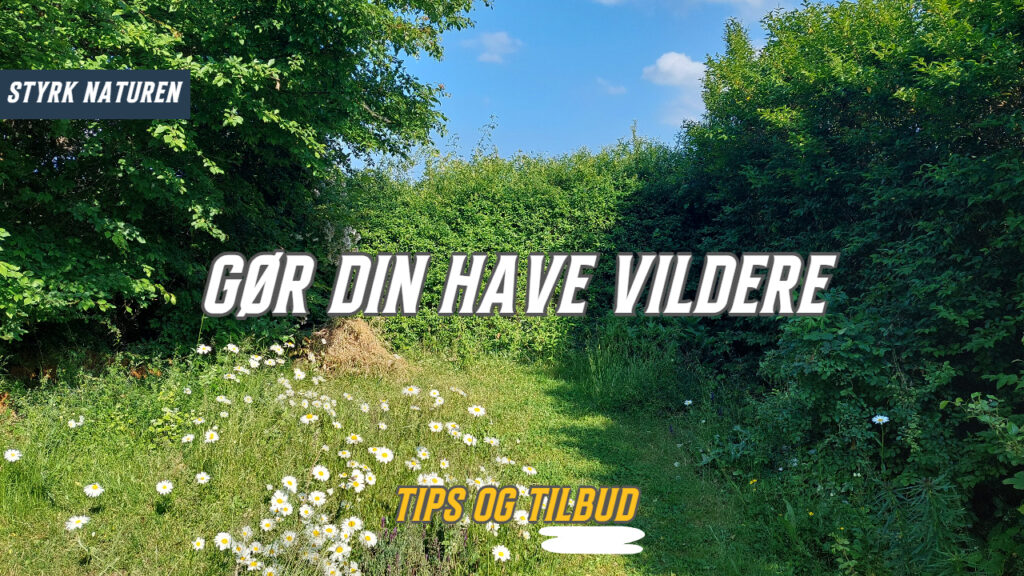 Vildere have tilbud